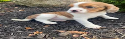 Mixed Breed dogs for sale: Tiffany - Ad 9