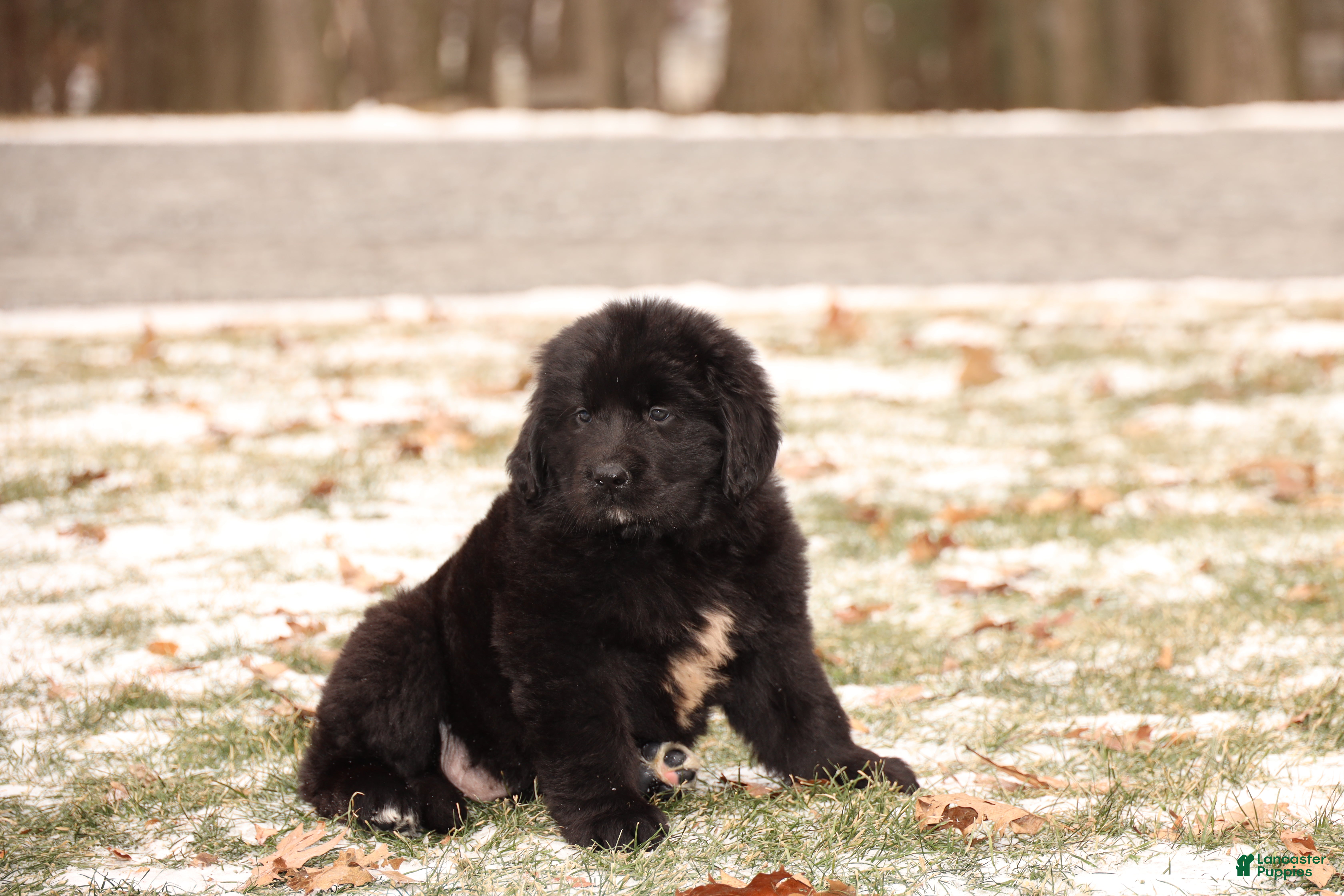 Newfoundland dogs Storm - Ad 9