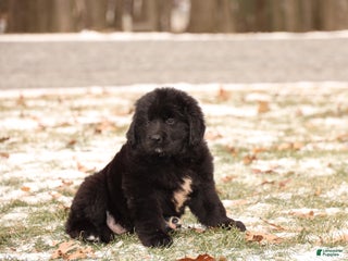 Newfoundland dogs Storm - Ad 9