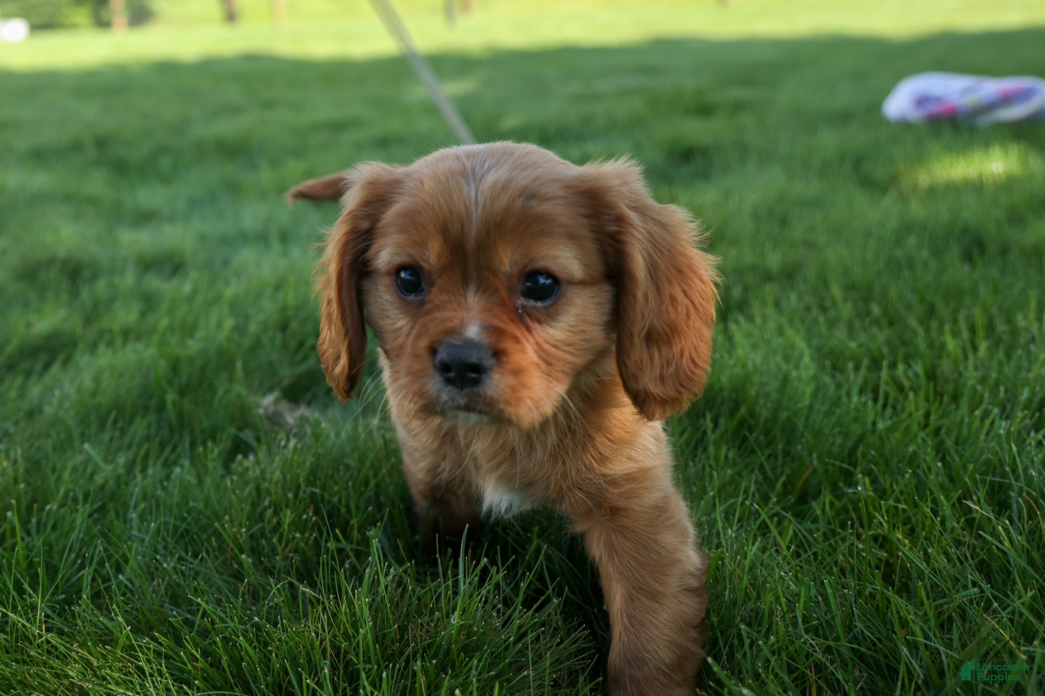 Cavalier King Charles Spaniel dogs Ford 💙 - Ad 1