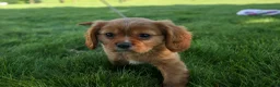 Cavalier King Charles Spaniel dogs for sale: Ford 💙 - Ad 1