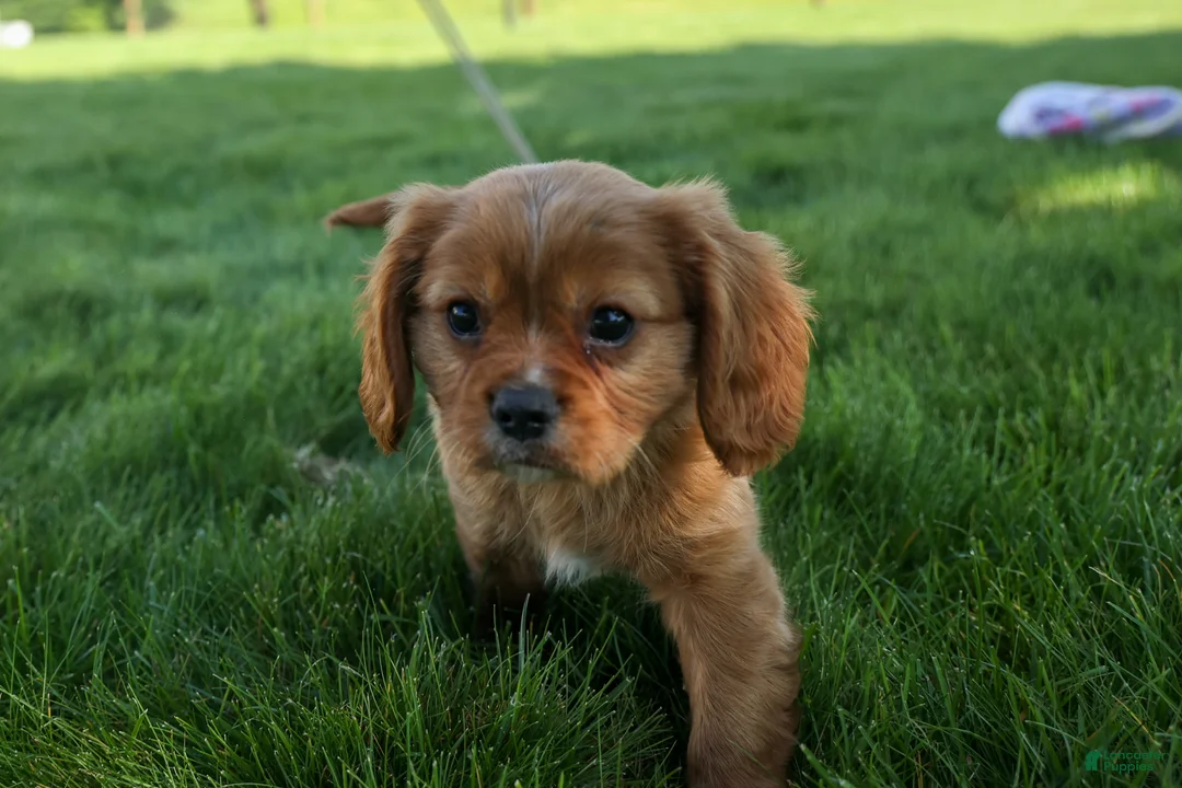 Cavalier King Charles Spaniel dogs for sale: Ford 💙 - Ad 1