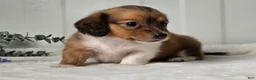 Miniature Dachshund dogs for sale: Autumn  - Ad 2