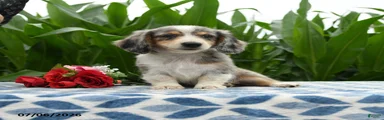 Rayne