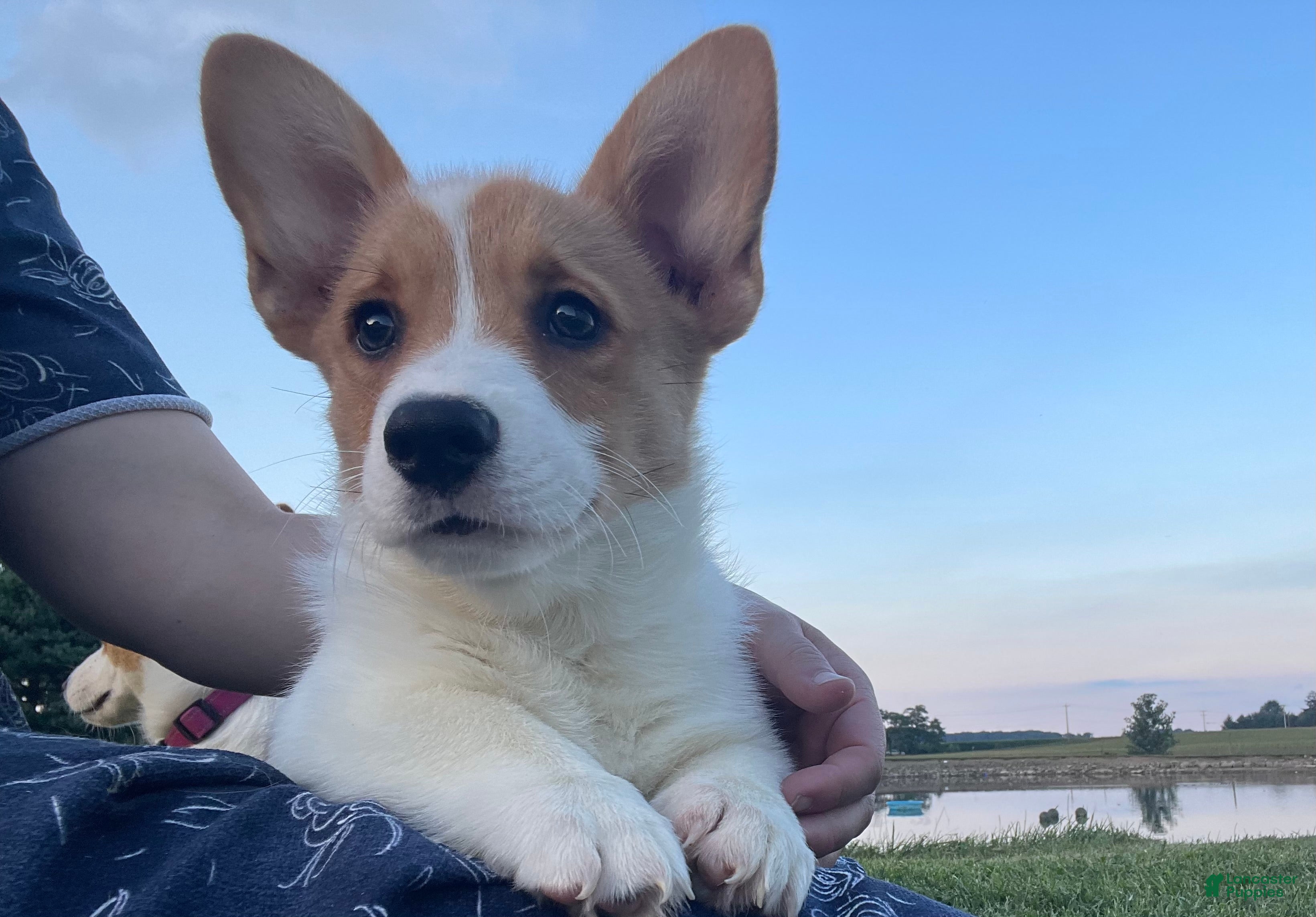 Welsh Corgi Pembroke dogs Max - Ad 1