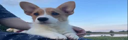 Welsh Corgi Pembroke dogs for sale: Max - Ad 1