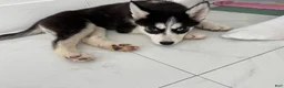 Siberian Husky dogs for sale: Princess - Ad 3