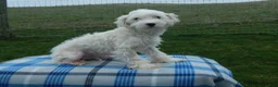 Maltipoo dogs for sale: Brooks - Ad 6