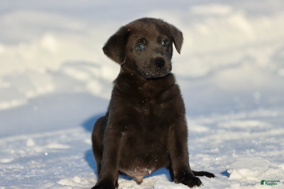 Labrador Retriever dogs for sale: Lightning  - Ad 3