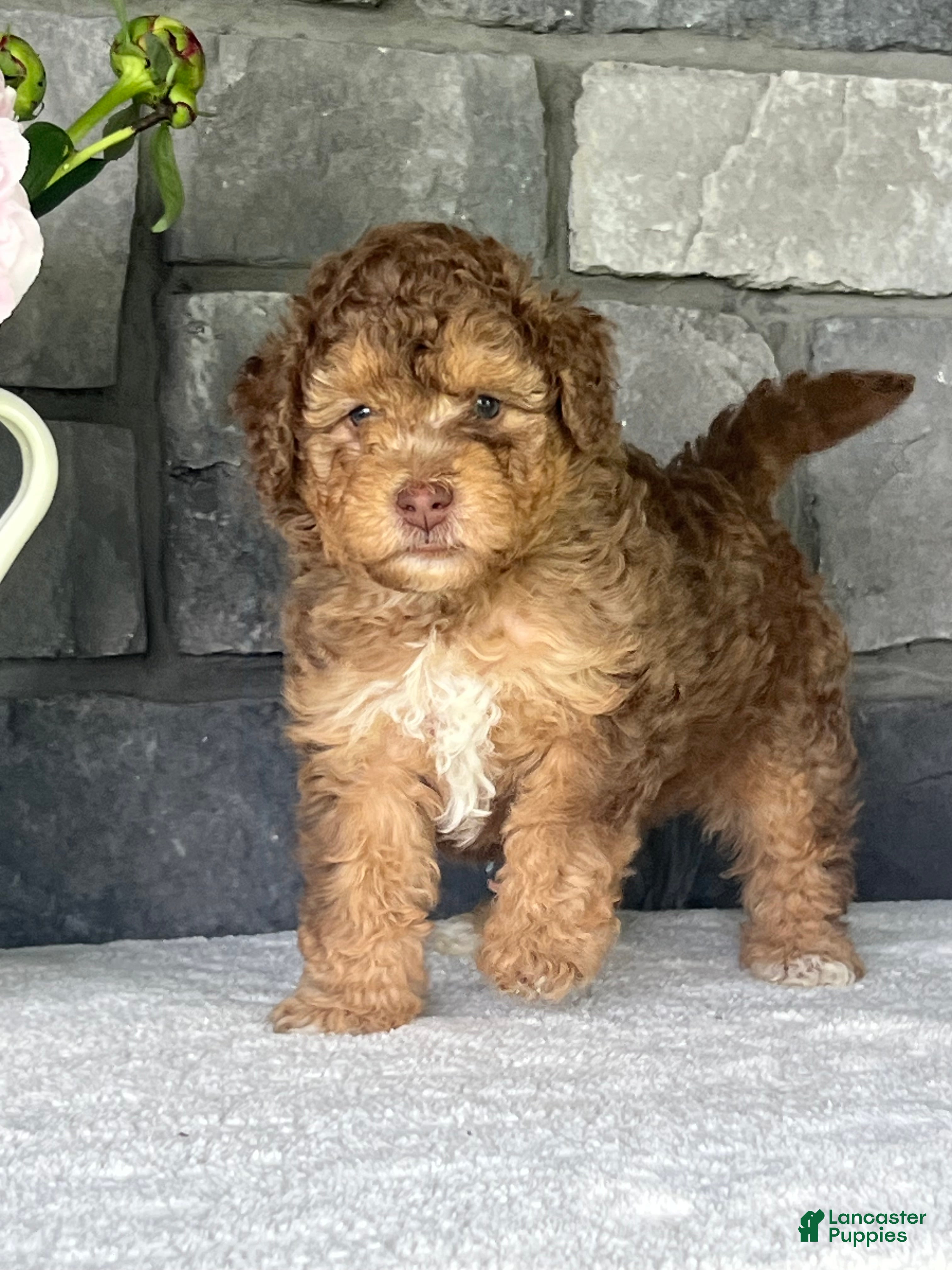 Mini Goldendoodle dogs Apricot Mini Goldendoodle Puppy  - Ad 2