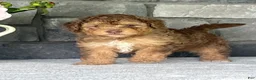 Mini Goldendoodle dogs for sale: Apricot Mini Goldendoodle Puppy  - Ad 2