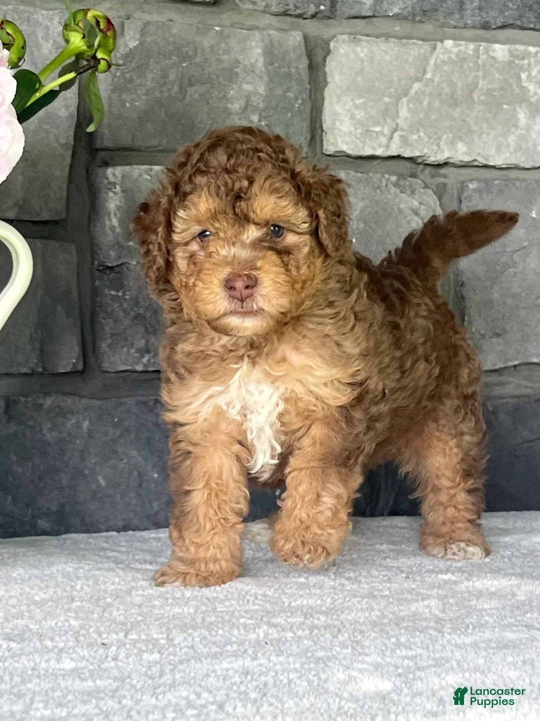 Mini Goldendoodle dogs for sale: Apricot Mini Goldendoodle Puppy  - Ad 2