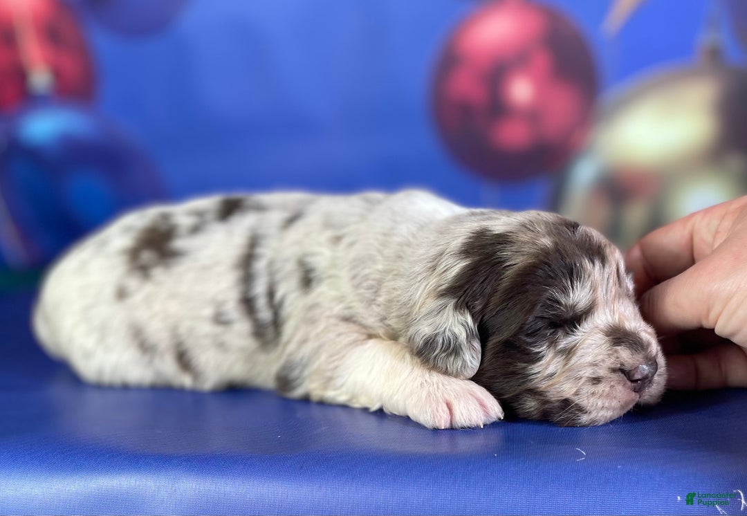 Mixed Breed dogs for sale: Studdly OFA DNA  - Ad 7