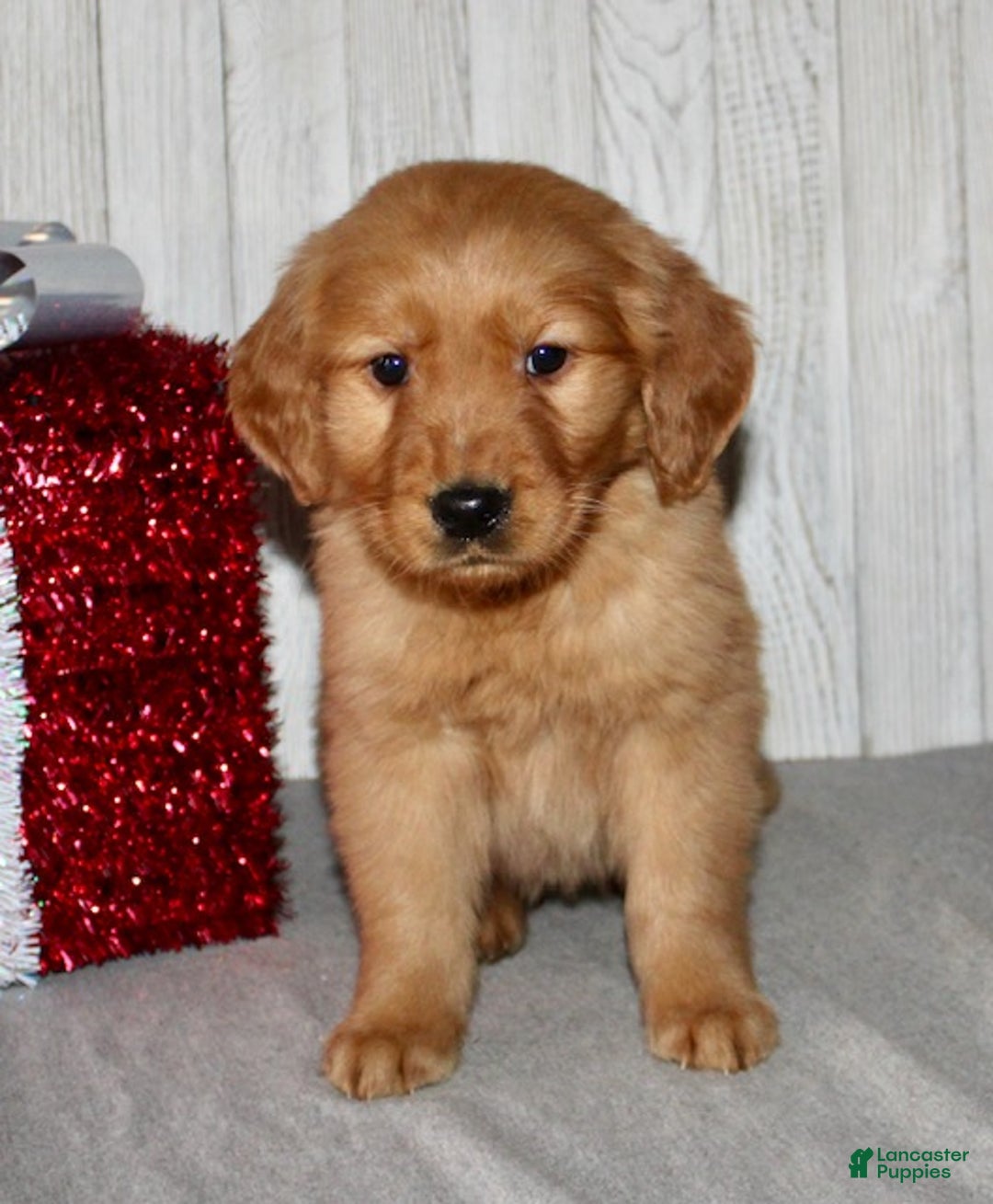 Golden Retriever dogs for sale: Piper - Ad 2