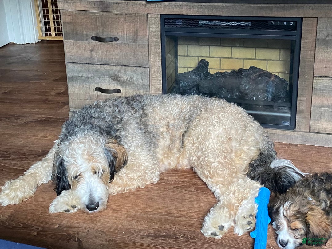 Bernedoodle dogs for sale: Harriet  - Ad 19