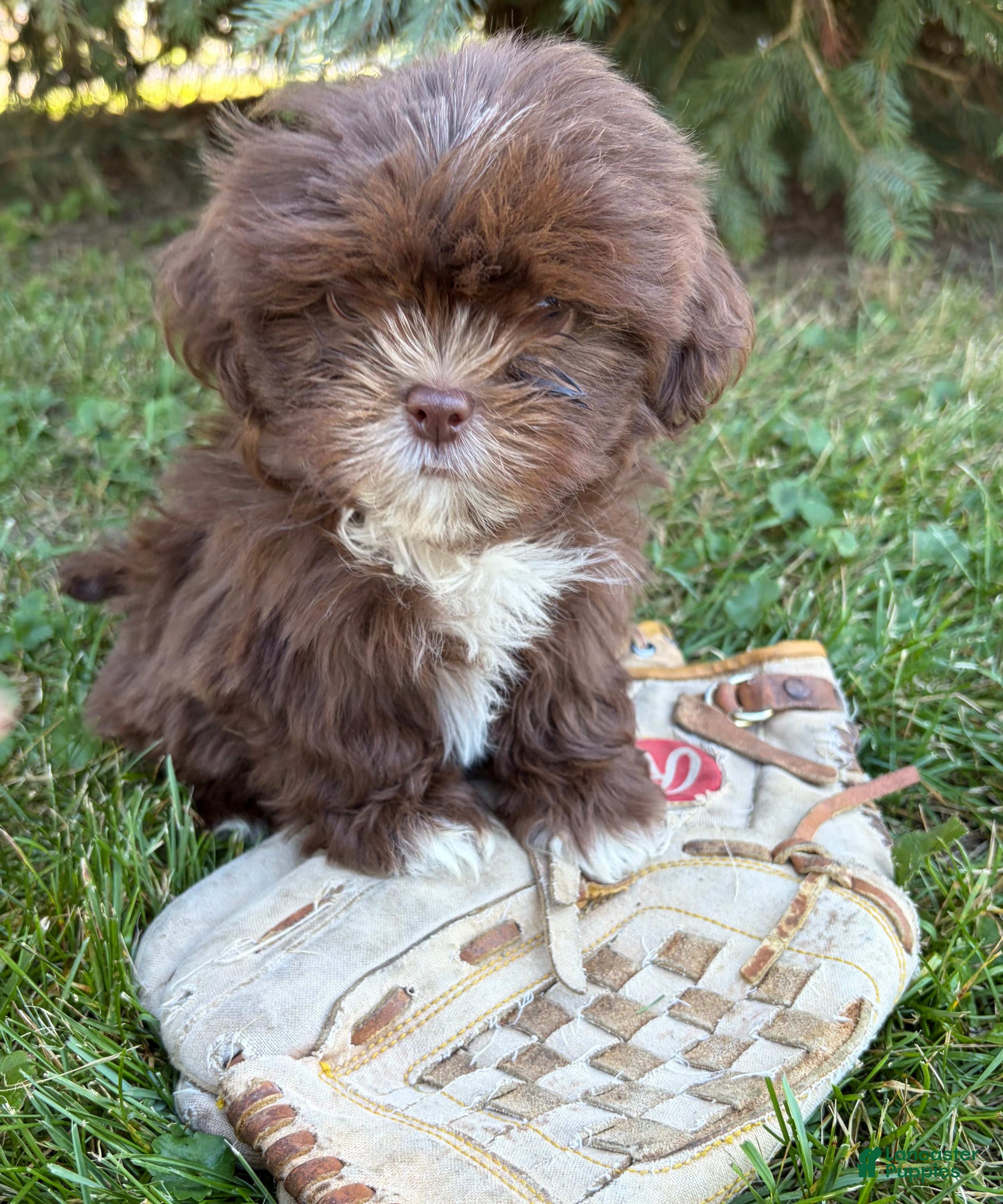 Shih Tzu dogs Lainey - Ad 1