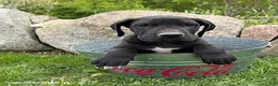 Great Dane dogs for sale: Teddy - Ad 1