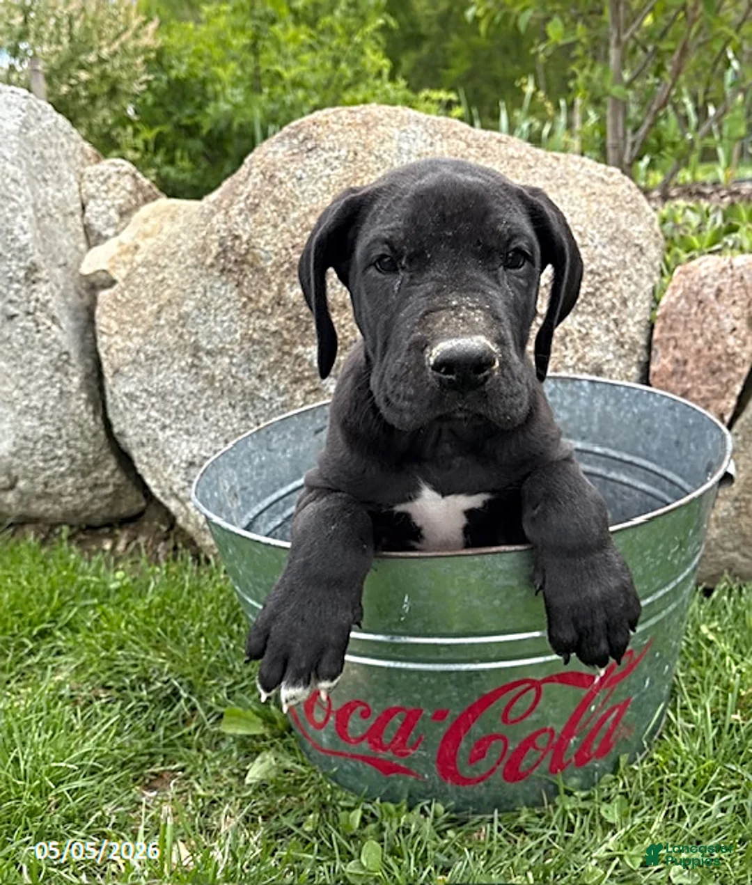 Great Dane dogs for sale: Teddy - Ad 1