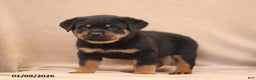 Rottweiler dogs for sale: T Rex - Ad 1