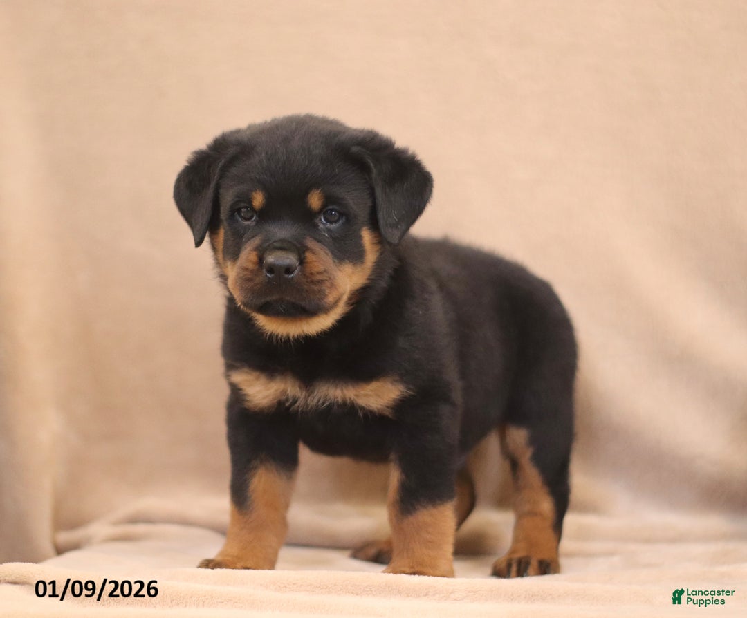 Rottweiler dogs for sale: T Rex - Ad 1