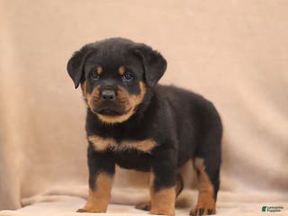 Rottweiler dogs T Rex - Ad 9