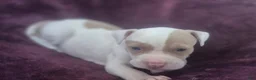 American Pit Bull Terrier dogs for sale: Xena - Ad 7