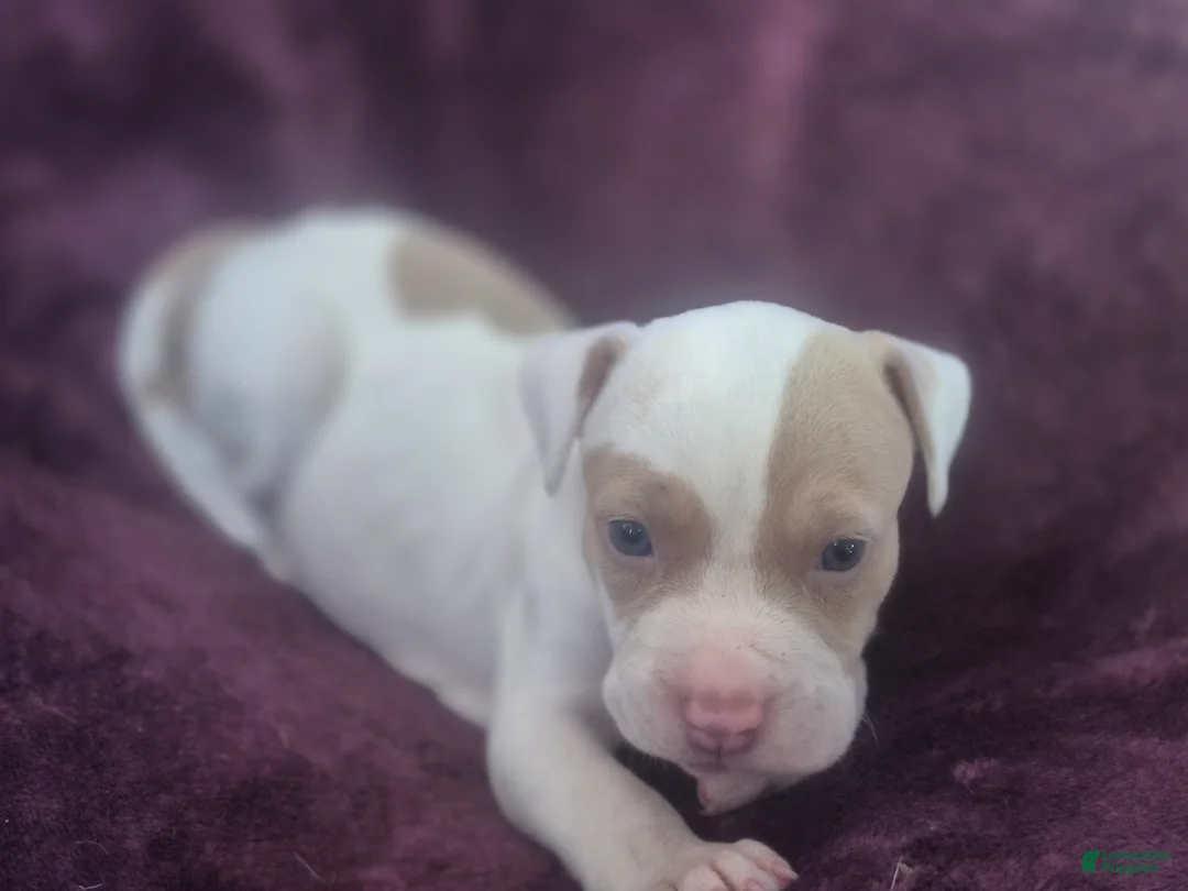 American Pit Bull Terrier dogs for sale: Xena - Ad 7
