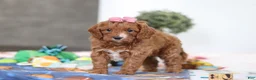 Cavapoo dogs for sale: Brielle - Ad 5
