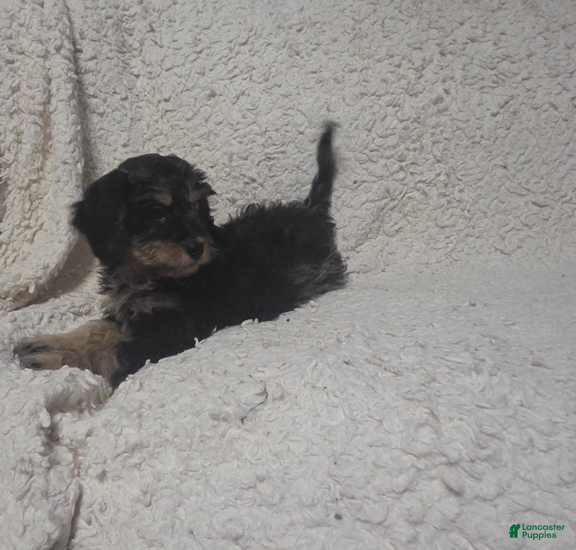 Cockapoo dogs Sam - Ad 40