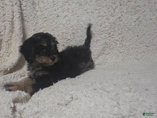 Cockapoo dogs Sam - Ad 40