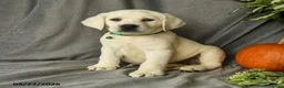 Labrador Retriever dogs for sale: Darla - Ad 5