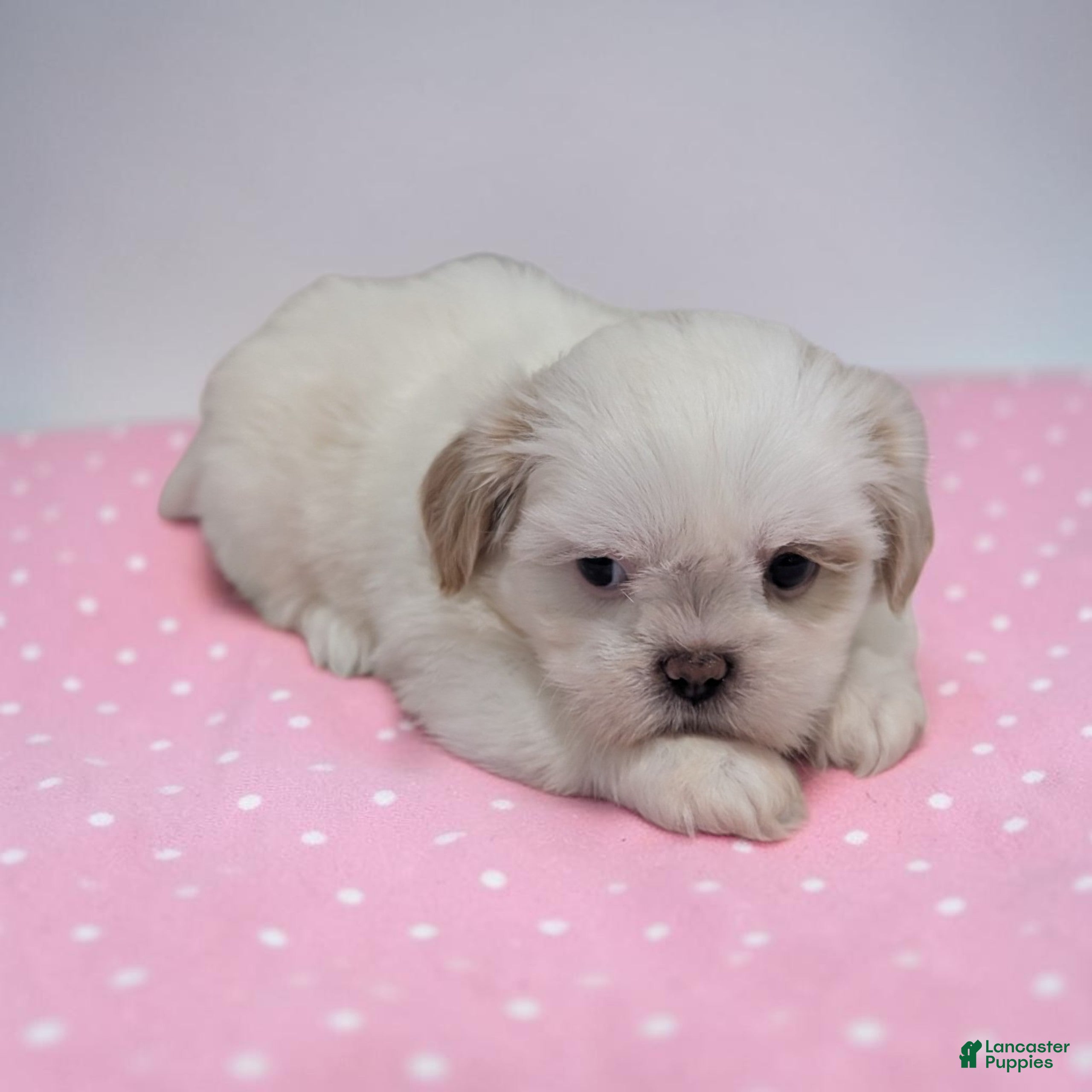 Daisy (Shih Tzu, Female) in Dundee, OH