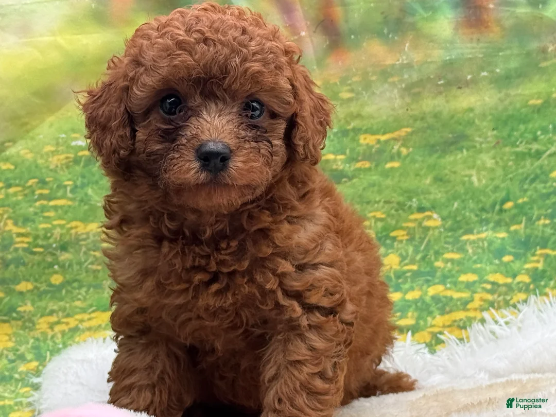 Miniature Poodle dogs for sale: Rusty - Ad 3