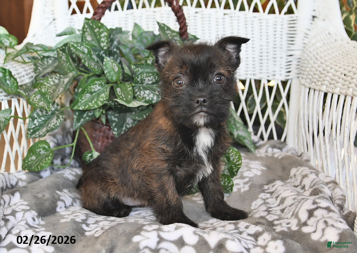 Mixed Breed dogs Noelle - Ad 1