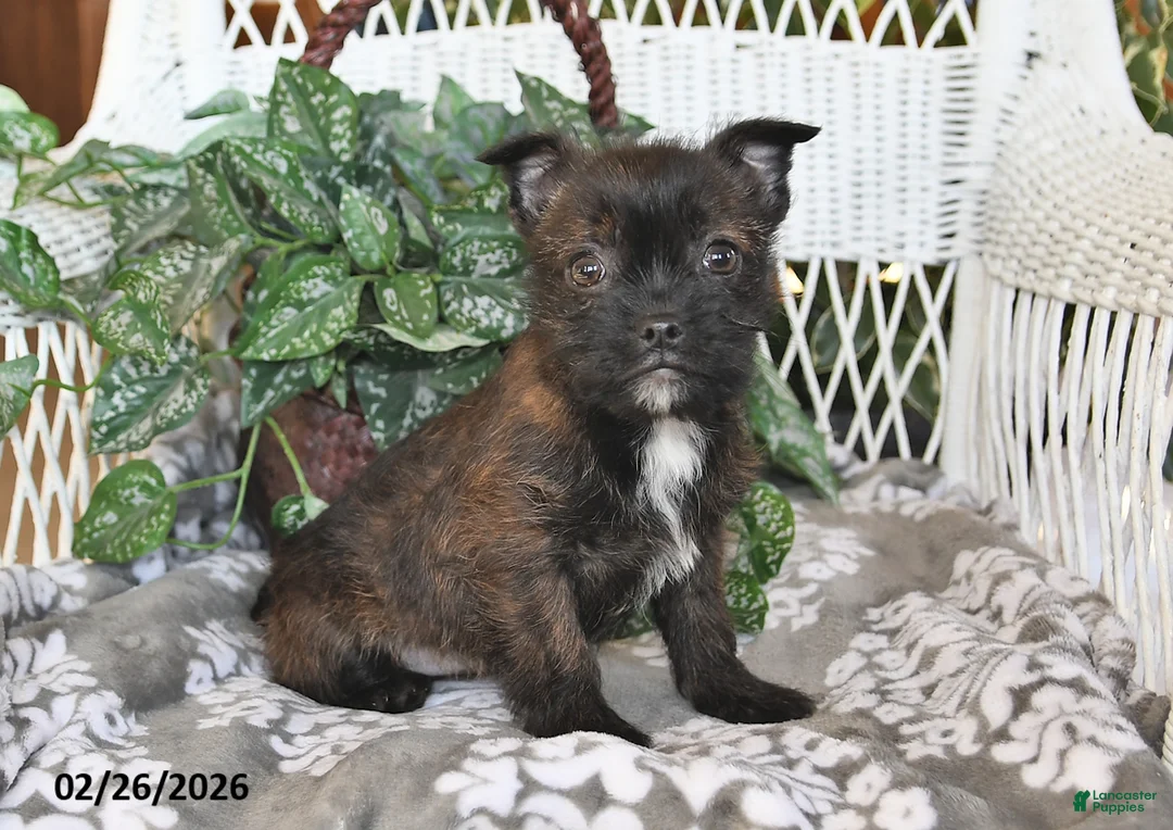 Mixed Breed dogs for sale: Noelle - Ad 1