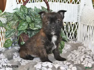 Mixed Breed dogs for sale: Noelle - Ad 3