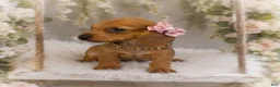Miniature Dachshund dogs for sale: Josefina. 1.10lbs on 6/30 - Ad 2