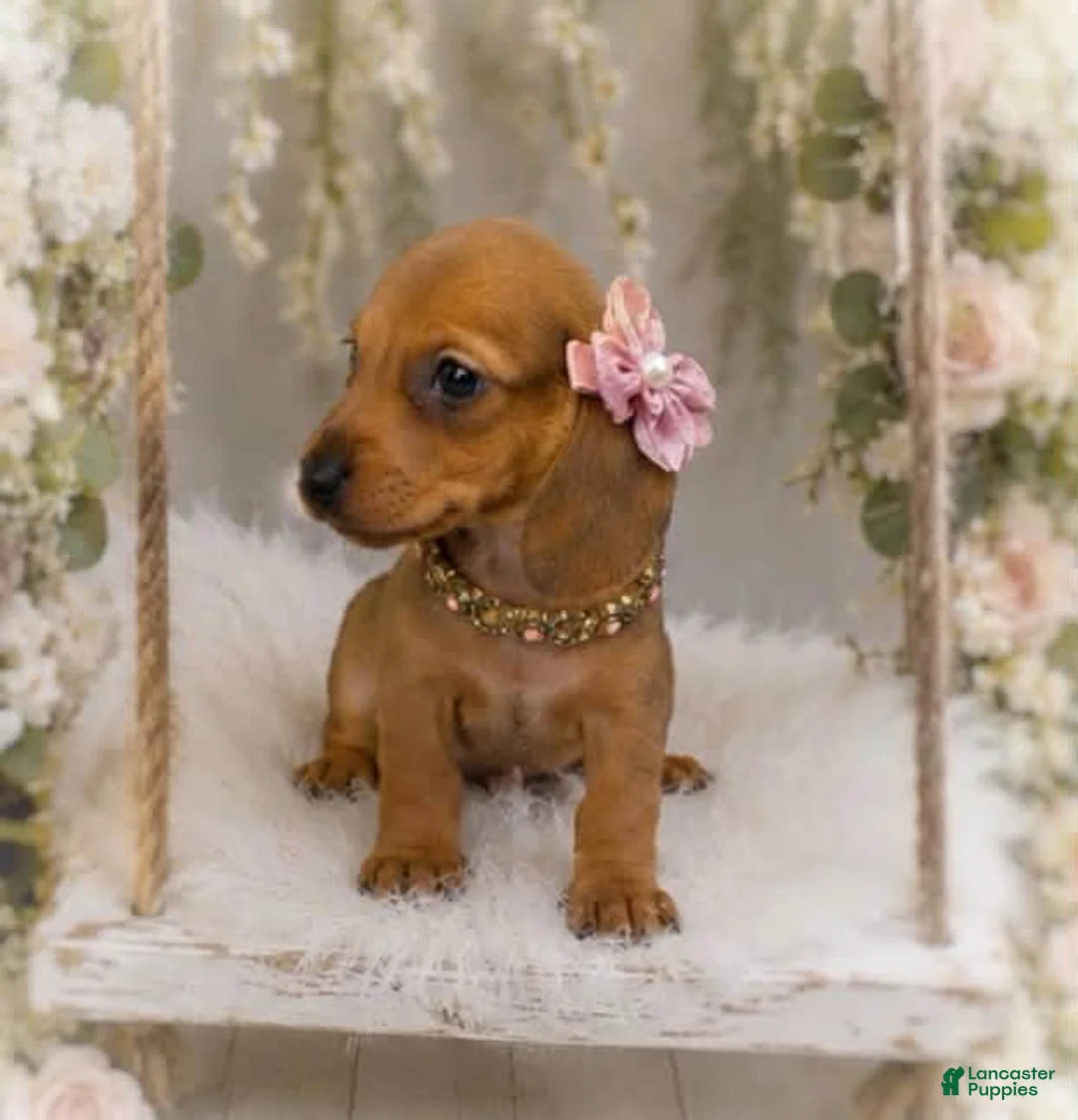 Miniature Dachshund dogs for sale: Josefina. 1.10lbs on 6/30 - Ad 2