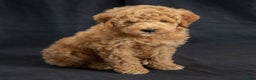 Mini Goldendoodle dogs for sale: Nate - Ad 4