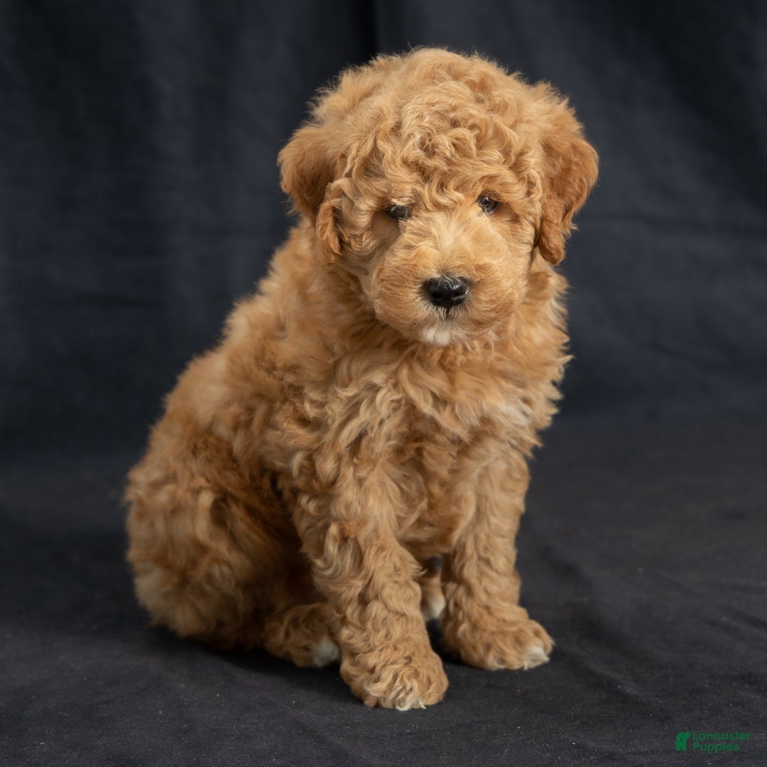 Mini Goldendoodle dogs for sale: Nate - Ad 4