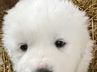 Great Pyrenees dogs Great Pyrenees Puppy 5 - Ad 5