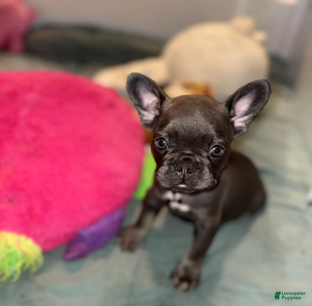 French Bulldog dogs for sale: French Bulldog 4 - Ad 1