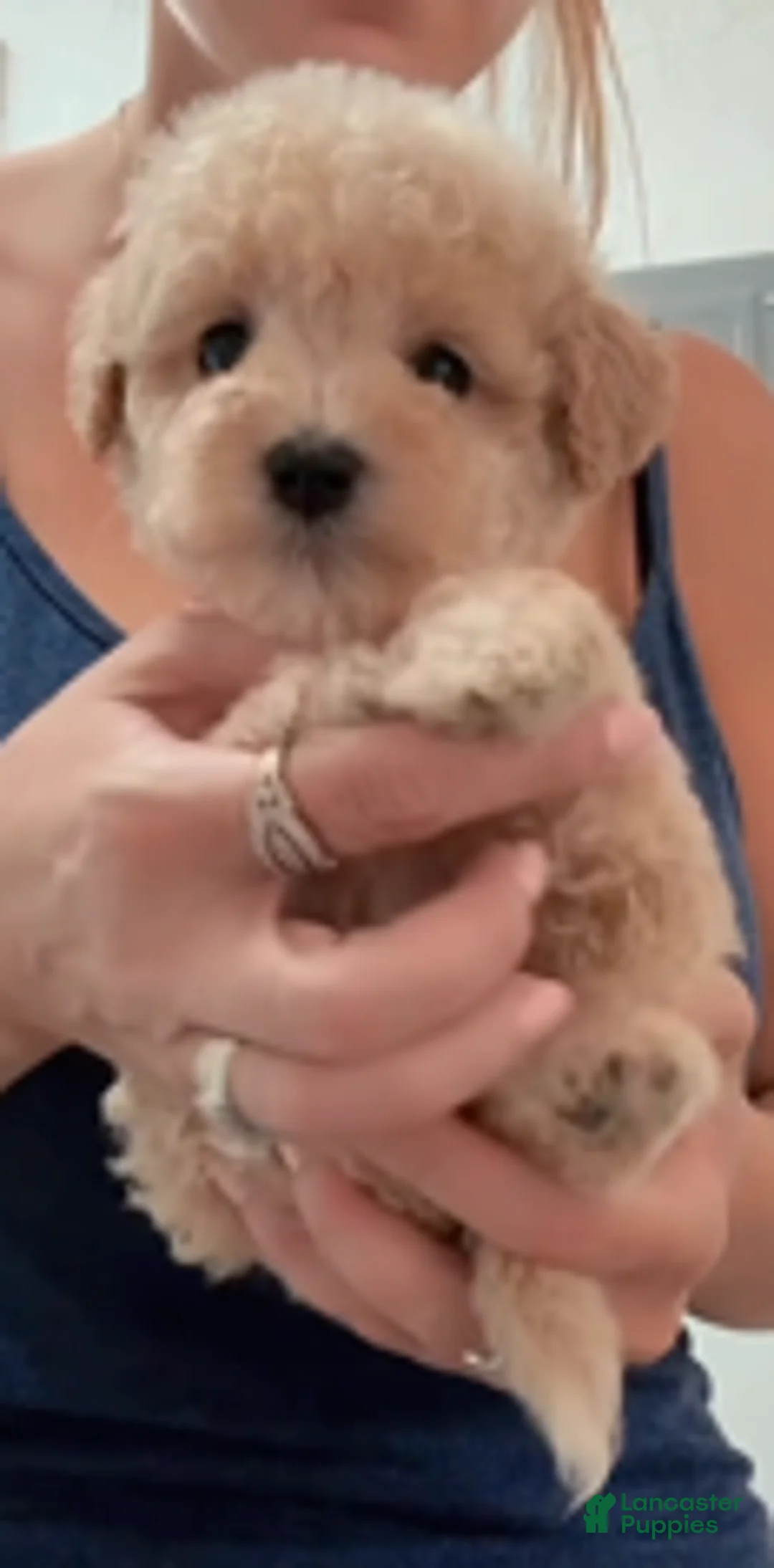 Double Doodle dogs for sale: Girl #3 - Ad 4