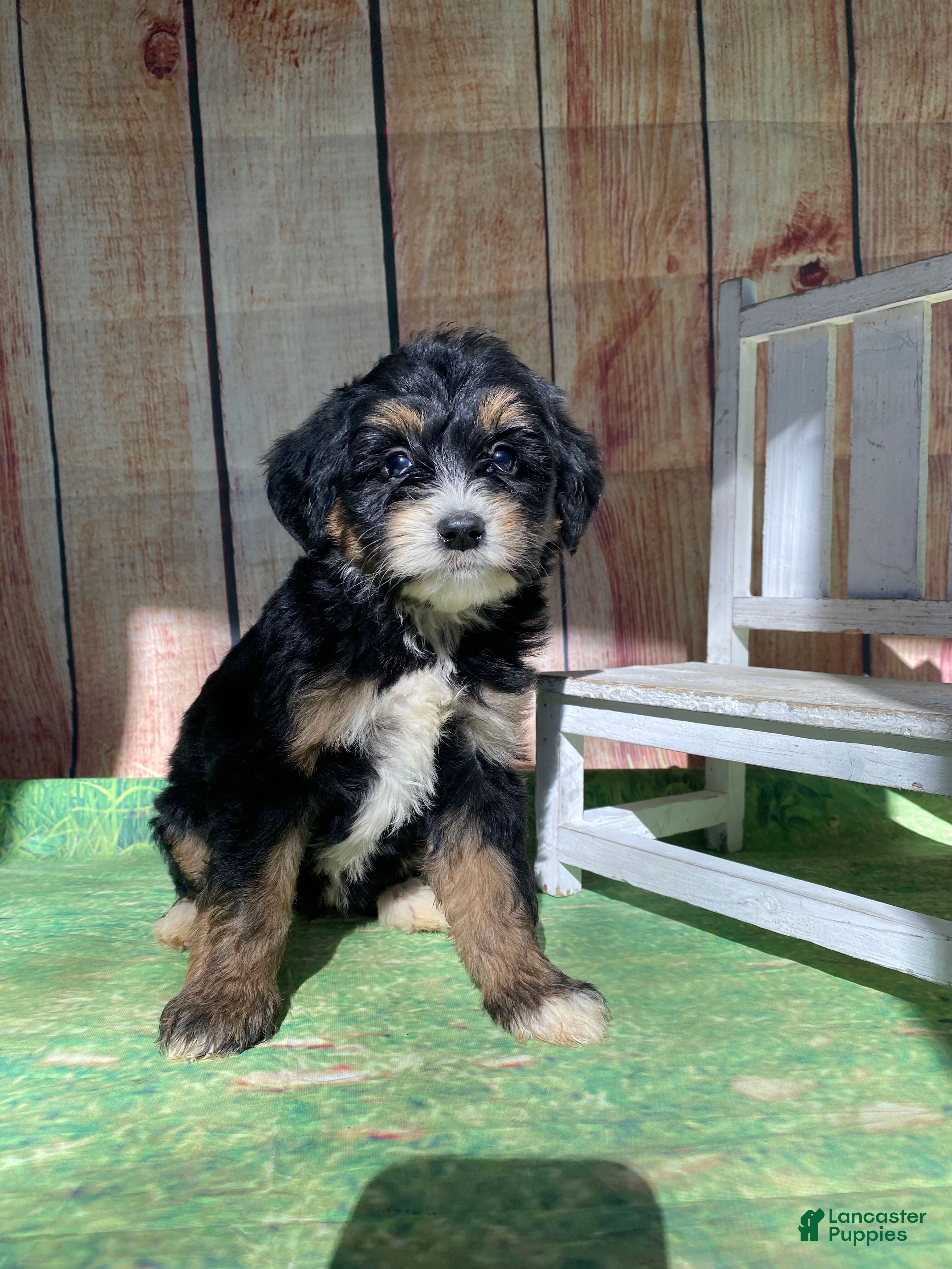 Mini Bernedoodle dogs Moon - Ad 35