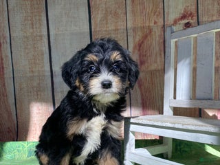 Mini Bernedoodle dogs Moon - Ad 33