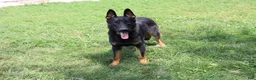 German Shepherd dogs for sale: Boomer - Ad 4
