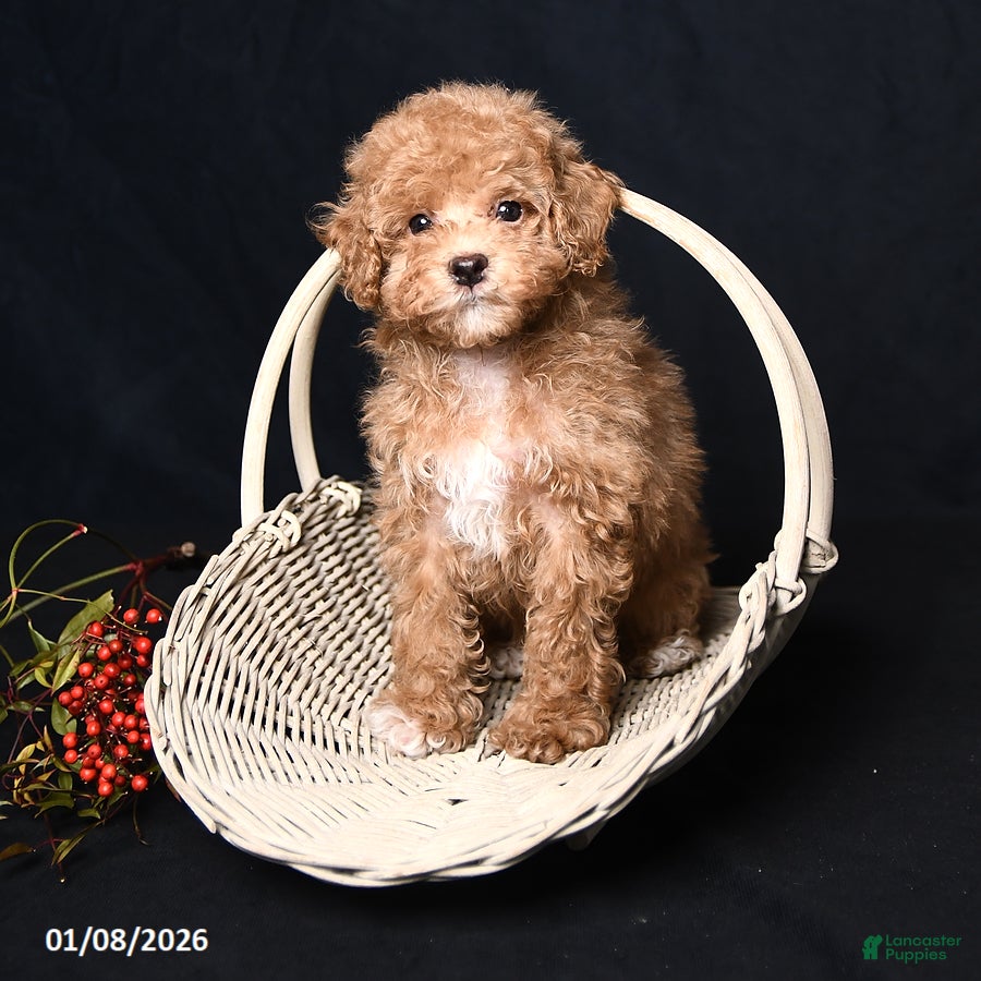 Toy Poodle dogs Tiny Kodac - Ad 1