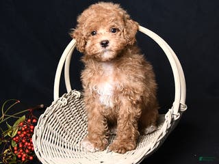Toy Poodle dogs Tiny Kodac - Ad 1