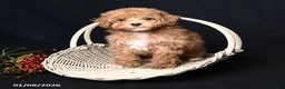 Toy Poodle dogs for sale: Tiny Kodac - Ad 2