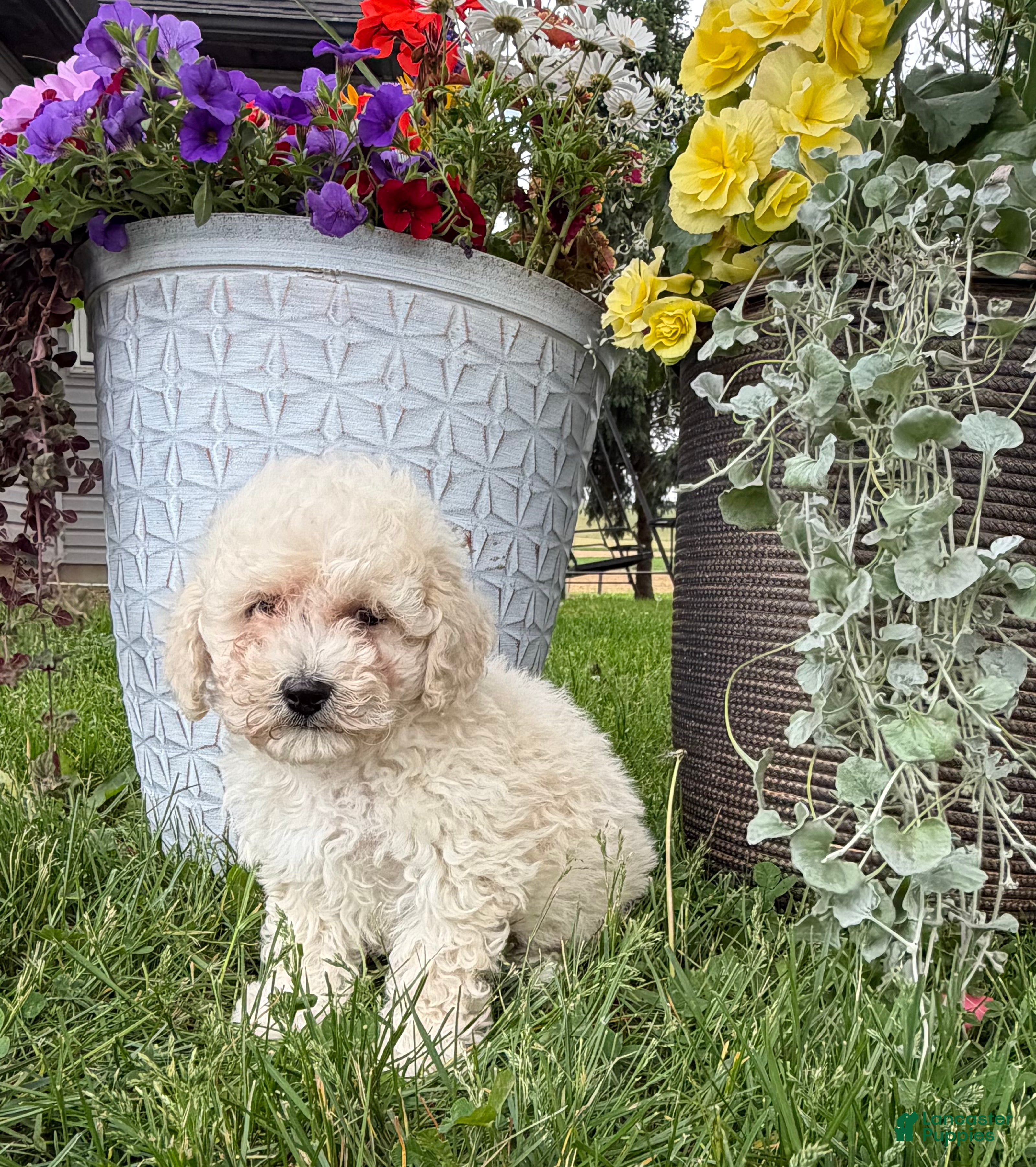 Bichpoo dogs for sale: Fluffy - Ad 4